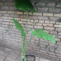 گل بابا آدم و گل نخل پالم