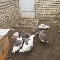 غاز نر ماده یک سال کمتر|حیوانات مزرعه|مبارکه, |دیوار