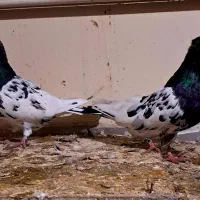 کله سیاه درجه ۱