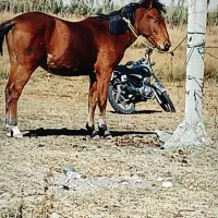 کره نریان