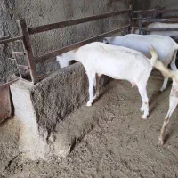 بز سانن خالص شکم اول