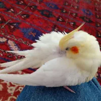 عروس هلندی دستی