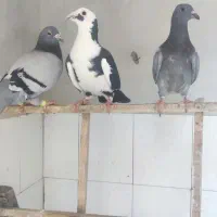 نروماده باجوجه