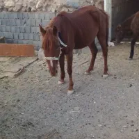 اسب مادیان فروشی یقره|اسب و تجهیزات اسب‌سواری|تربت جام, جامرود|دیوار