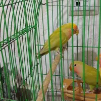 طوطی برزیلی|پرنده|بهارستان, |دیوار