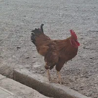 خروس  جوان