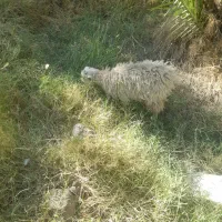بز با کهره ۵ملیونو ۵۰۰|حیوانات مزرعه|جیرفت, |دیوار