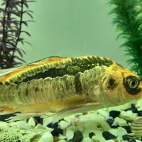 ماهی کوی پوست چرم سوپرباله