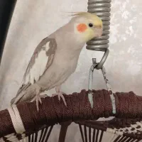 عروس هلندی سخنگو با قفس و تجهیزات