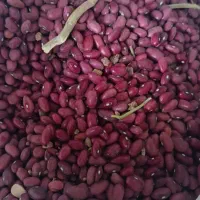 لوبیا درجه یک