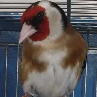 سهره ۳ساله استاد جوجه ساز پاک پاک
