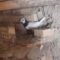 طوقی|پرنده|مشهد, کارگران|دیوار