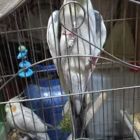 عروس هلندی|پرنده|اسلام‌شهر, شهرک مصطفی خمینی|دیوار