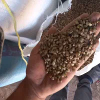 سلام حدود ۱۲۰ یا ۱۵۰ کیلو بذر خشه امسال