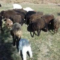 فروش بره نر افشار جنس خوب وبز اسرائیلی|حیوانات مزرعه|قیدار, |دیوار