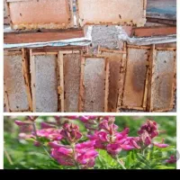 عسل طبیعی خالص|خوردنی و آشامیدنی|سلمان‌شهر, |دیوار