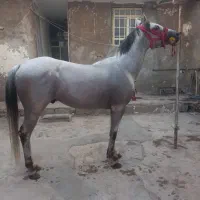 نریون مدارک دار