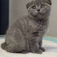 گربه اسکاتیش بلو صورت خرسی