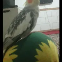 عروس هلندی گمشده