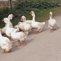 فروش غاز نرمیکس خالماگور لیندا|حیوانات مزرعه|سورک, |دیوار