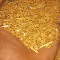 گنم ریز دونه مرغی۳۸