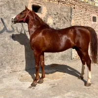 سیلمی دره شور