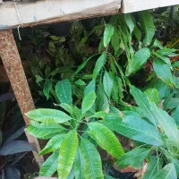 گل و درخت فروشی مطاف|خدمات باغبانی و درختکاری|بندر دیر, |دیوار