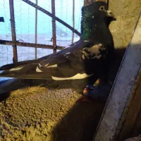 سینه سیاه کاکلی جوان نر مست یک یادو پر مانده
