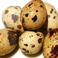 تخم بلدرچین خوراکی نطفه دار