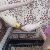 عروس هلندی لوتینووزعفرانی روتخم
