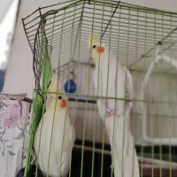 فروش عروس هلندی