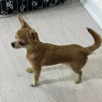 سگ شیواوا|سگ|ری, دولتآباد|دیوار