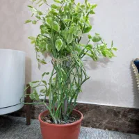 گل‌های طبیعی وسالم پرورش‌یافته باعشق توی خونه‌مون|گل و گیاه طبیعی|دلند, |دیوار