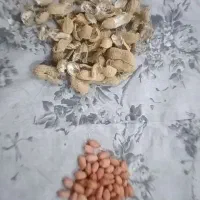 بذر بادام زمینی درج یک