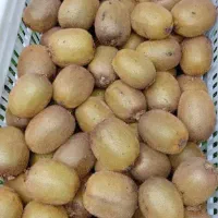 کیوی درجه یک/محصول شمال/مخصوص شب عید