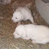 واگذاری دوتا توله سگ عراقی