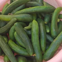 خیار محلی