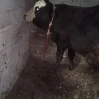 گوساله سمینتال نر|حیوانات مزرعه|عجب شیر, |دیوار