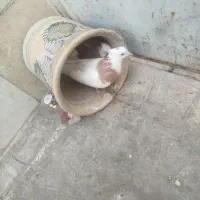 کفتر رنگه