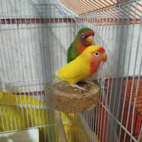 یک جفت طوطی برزیلی