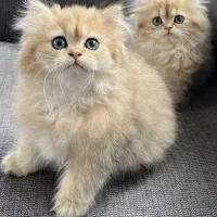 گربه‌های بازیگوش و بامزه