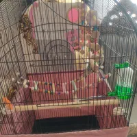 عروس هلندی|پرنده|مریوان, |دیوار