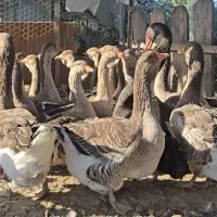 غاز تولوز فرانسه