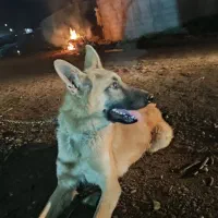 سگ ژرمن ورک نر