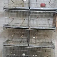 قفس هشت خوان  عروس  هلندی