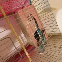 طوطی مرغ عشق جفت|پرنده|شاهین‌شهر, حافظ جنوبی|دیوار