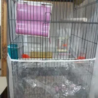 قفس عروس وقناری|لوازم جانبی حیوانات|مشهد, حضرت حجت|دیوار