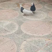 طوق سیا|پرنده|پاسارگاد, |دیوار