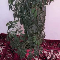 گل طبیعی شفلرا|گل و گیاه طبیعی|سهند, |دیوار