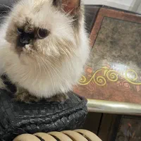 گربه هیمالین|گربه|اردبیل, |دیوار